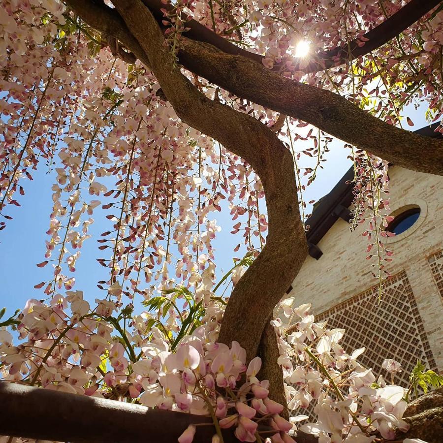 Agriturismo Il Vecchio Mandorlo เปรูจา ภายนอก รูปภาพ