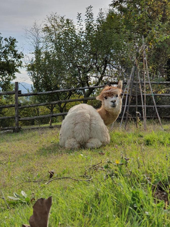 Agriturismo Il Vecchio Mandorlo Villa เปรูจา ภายนอก รูปภาพ